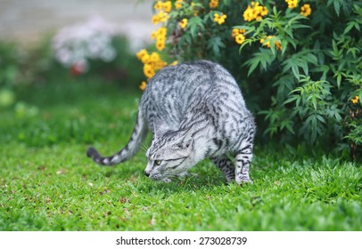 Wild Cat Hunting On The Garden