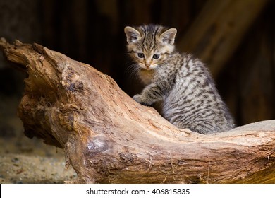 wild cat kitten