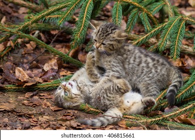 Wild Cat Kittens Fighting