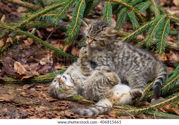 wild cat kittens\
fighting