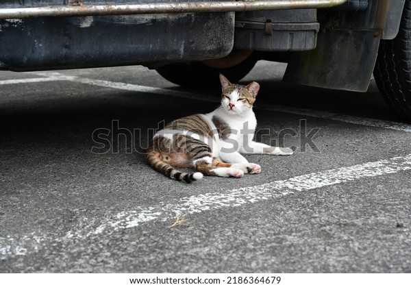 Wild cat lying under the
car