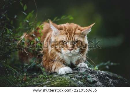 
wild cat Maine Coon walks in the mountains