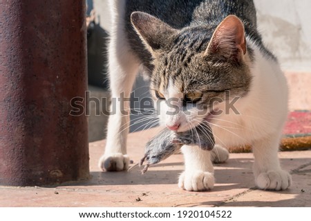 wild cat with mouse in mouth