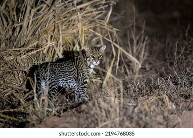A wild cat, an Ocelot, stands besides the dirt road going through Parque Nacional Defensores del Chaco in Alto Chaco, Paraguay