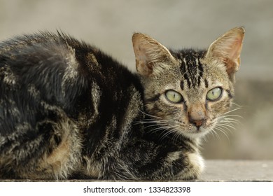 Wild cat on a dump
