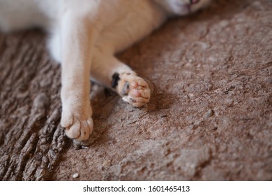 Wild Cat Pawn On The Floor