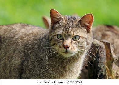 Wild Cat Portrait