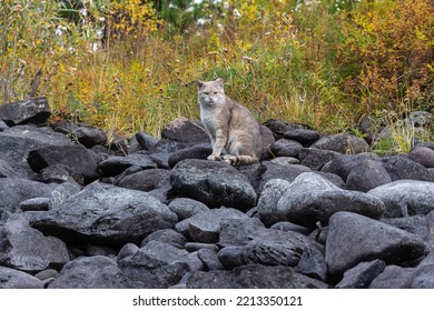 A Wild Cat Resting And Basking In Sun Rays After Successful Hunt. Peaceful Animal In Wild Nature. Wildlife.Survival Of Abandoned Pets.Animal Shelter, Volunteering