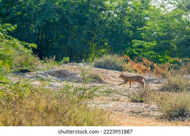 A Wild Cat Running In The Jungle