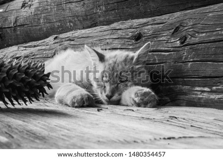 Wild cat sleeps on the porch of a wooden house near the fir cone. Black and white photo