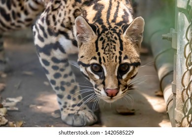 Wild Cat Stalking Prey In A Zoo