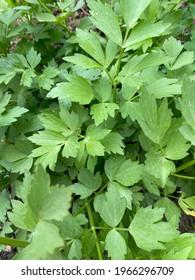 Wild Celery Closeup View Growing Up