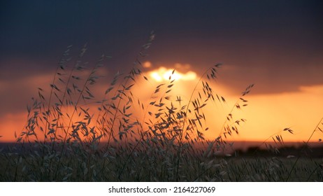 Wild Cereals In Sunset Stormy Horizon