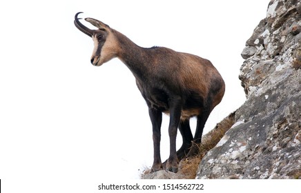 Chamois High Res Stock Images Shutterstock