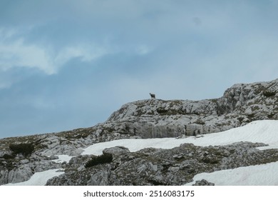 Wild Chamois mountain goat standing on rocky outcrop in the mountain ridges of Schladminger Tauern in Ramsau am Dachstein, Styria, Austria. Hiking trail in Austrian Alps. Animal wildlife in nature - Powered by Shutterstock