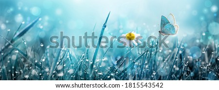 Wild chamomile flower and flying butterfly over morning grass with dew in the meadow.