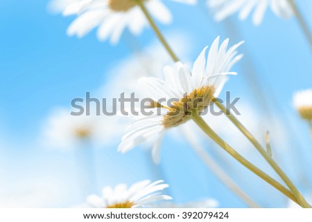 Similar – Image, Stock Photo let the sun shine …