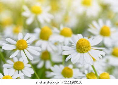 Wild Chamomile Flowers Growing On Meadow. Close Up Of Wild Herbal Flowers. 