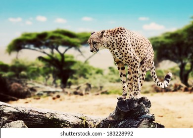 A Wild Cheetah About To Attack, Hunt, Sitting On A Dead Tree. Safari In Serengeti, Tanzania, Africa.