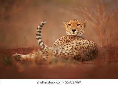 Wild Cheetah, Acinonyx jubatus, relaxing on reddish soil, staring directly at camera. Ground level photography.  Typical KwaZulu Natal's dry forest environment. Zimanga, South Africa. - Powered by Shutterstock
