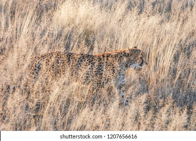 Wild Cheetah Mimicry  At Sunset (Namibia, Africa)