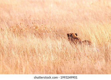 Wild Cheetah Standing In Tall Yellow Grass. Animal And Wildlife Photography In Namibia, Africa. Cheetah From Behind Looking Ahead. 