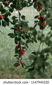 Wild Cherries In Cherry Tree Branches.