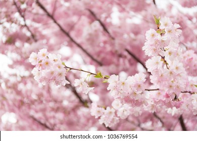 Wild cherry blossom. Spring background