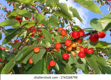 Wild Cherry In The Nature