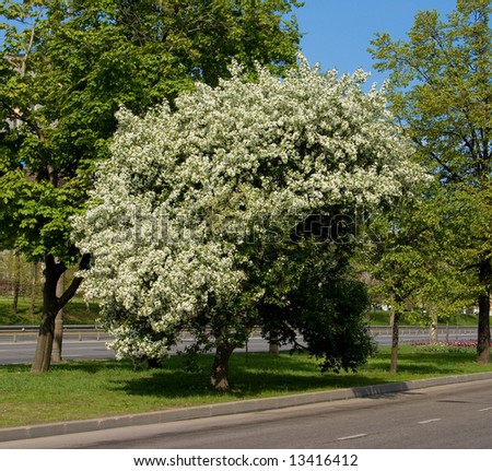 A wild cherry tree in bloom on a sunny day