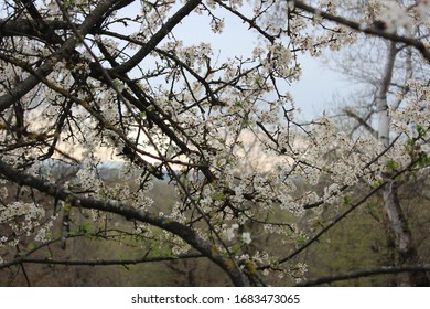 Wild Cherry Tree Blossoms In March