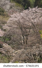 Wild cherry trees in full bloom