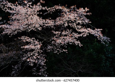 Wild cherry trees in the woodland, dark shadow background