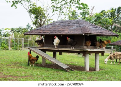 Wild Chicken In A Chicken Coop