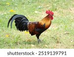 Wild chicken in the garden. Rooster red jungle fowl on the grass in the park of Thailand.