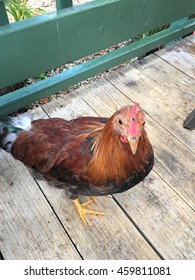 Wild Chicken In Grand Cayman