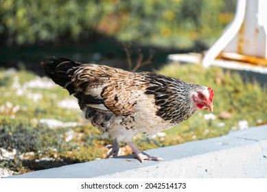 A Wild Chicken Walks Through The Streets Of Grand Cayman. These Birds Are To Be Found Everywhere In The Cayman Islands 