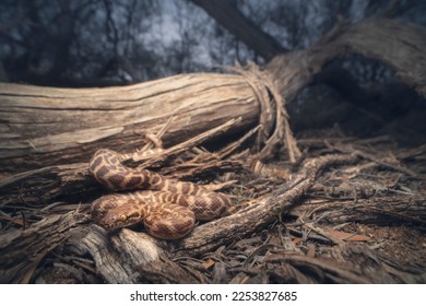Wild Childrens python (Antaresia childreni) coiled in fallen bark and debris at dusk, Australia - Shutterstock ID 2253827685