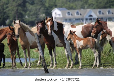 Wild Chincoteague ponies on Assateague Island. Picture is taken from a boat as they are out in the marsh. 