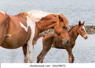 A Wild Chincoteague Pony With New Foal.