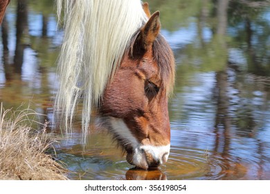 A Wild Chincoteague Pony At The Watering Hole.