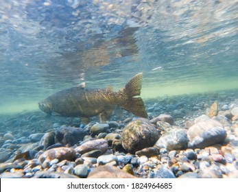 A Wild Chinook Salmon In The Cedar River