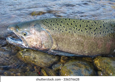 Wild Chinook Salmon In Idaho