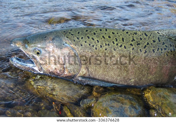 Wild chinook Salmon in\
Idaho