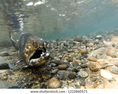 Wild Chinook Salmon Spawning In The Fall