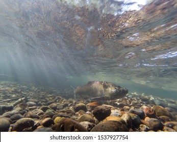 Wild Chinook Salmon Underwater In The Cedar River