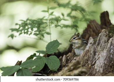 Wild Chipmunk In A Boreal Forest, North Quebec, Canada.