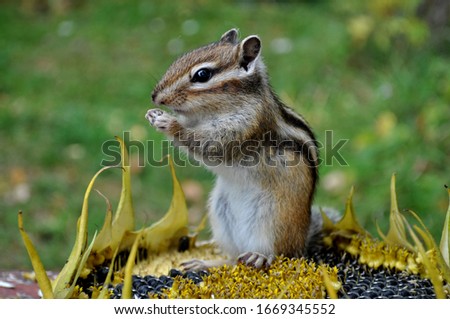 Wild chipmunk eats sunflower seeds in the forest in the country