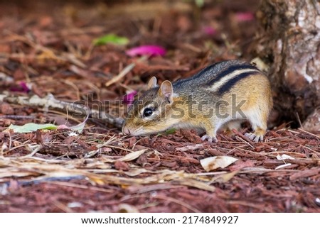 wild chipmunk rummaging through mulch 