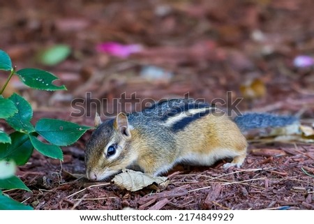 wild chipmunk rummaging through mulch 